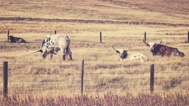 best places own a ranch in texas