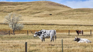 cost of a texas ranch