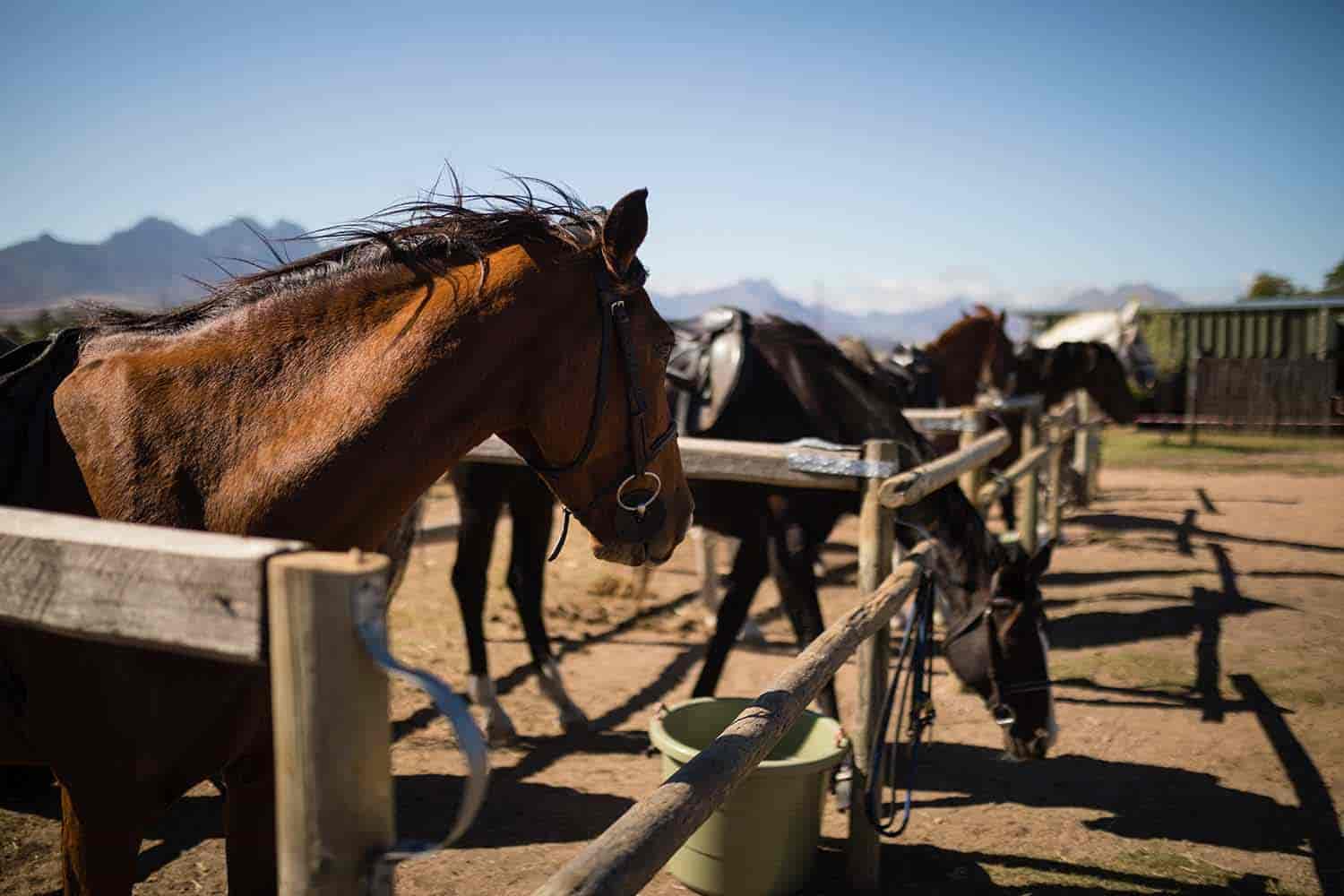 owning a ranch profitable